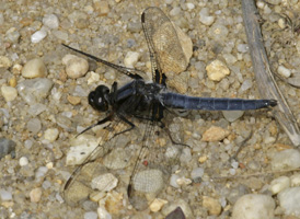 Blue Corporal